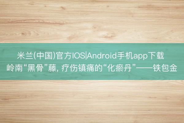 米兰(中国)官方IOS|Android手机app下载 岭南“黑骨”藤, 疗伤镇痛的“化瘀丹”——铁包金